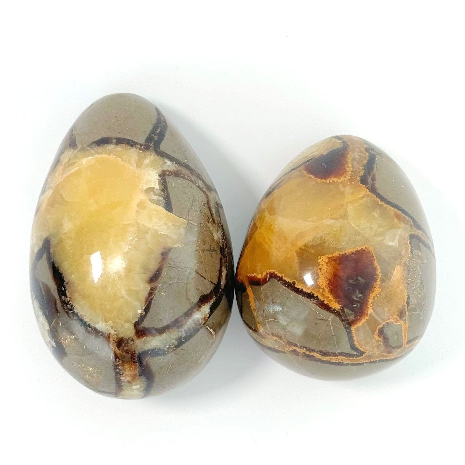 Tortoise-back Egg